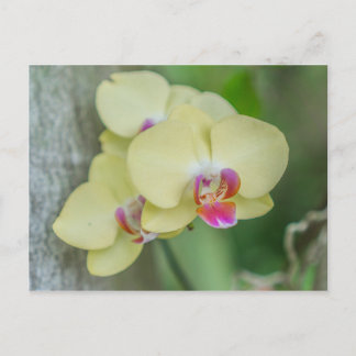 Postcard - Yellow Orchid