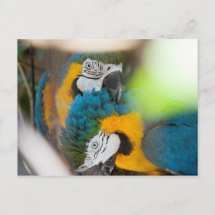 Postcards Blue Macaws