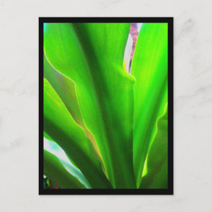 Postcards-City Flowers-20 Postcard