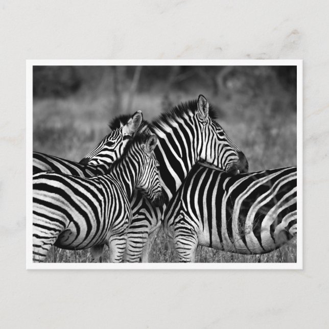 Postcards - Family of Zebra's (Front)
