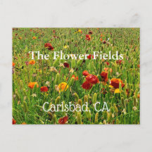 Postcards from The Flower Fields in Carlsbad, CA