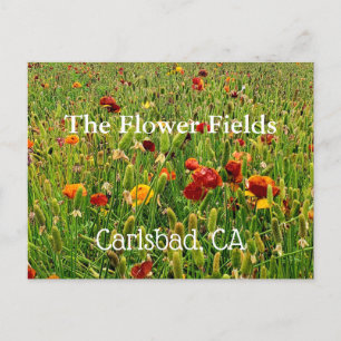 Postcards from The Flower Fields in Carlsbad, CA
