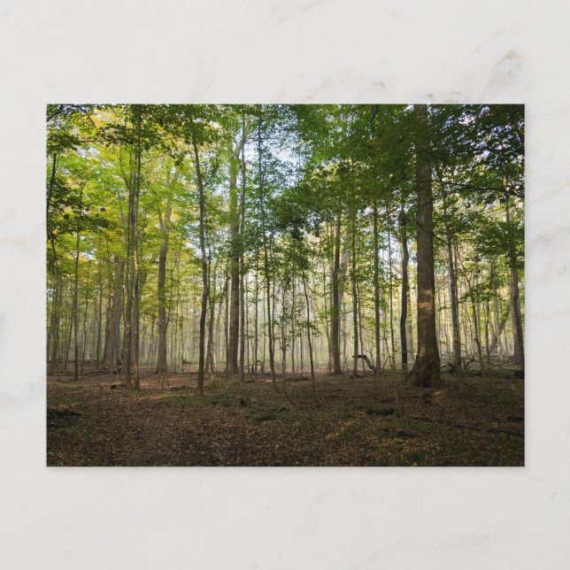 Postcards of Nature Images (Front)