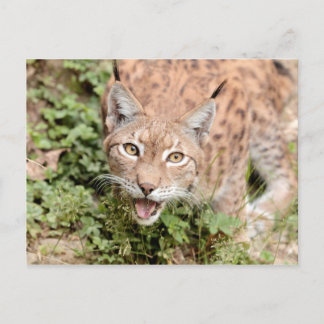 Postcards Photo cat , lynx , animals.