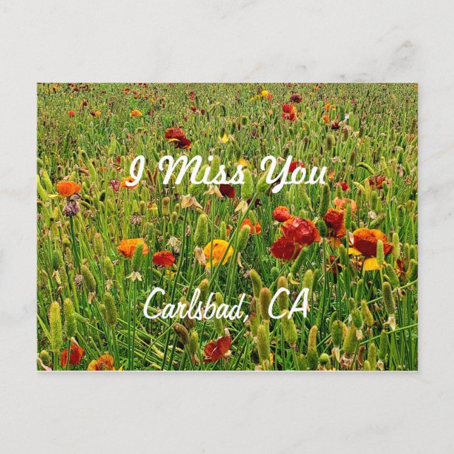 Postcards: The Flower Fields, Carlsbad, CA Holiday Postcard (Front)