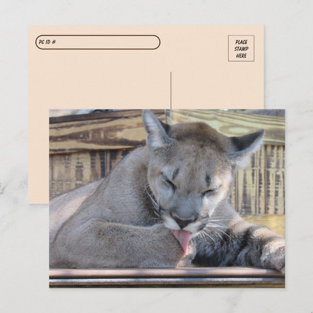 Postcrossing - 11 month old Cougar Cub Pic  Postcard (Front/Back)