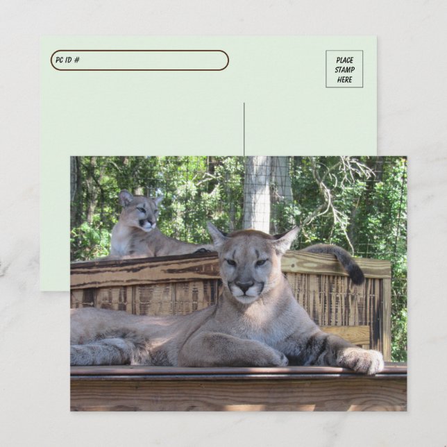 Postcrossing - 11 month old Cougar Cubs Pic  Postcard (Front/Back)