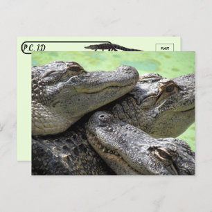 Postcrossing - Alligator Party Postcard