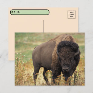 Postcrossing American Bison / Buffalo Postcard