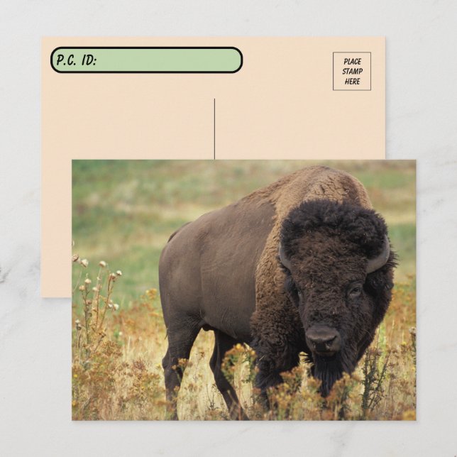 Postcrossing American Bison / Buffalo Postcard (Front/Back)