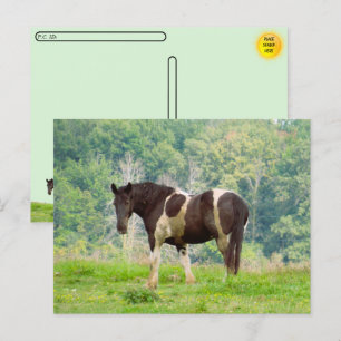Postcrossing - American Painted Horse in a Field  Postcard