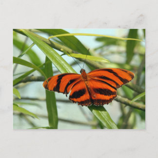 Postcrossing - Banded Orange Heliconian butterfly Postcard