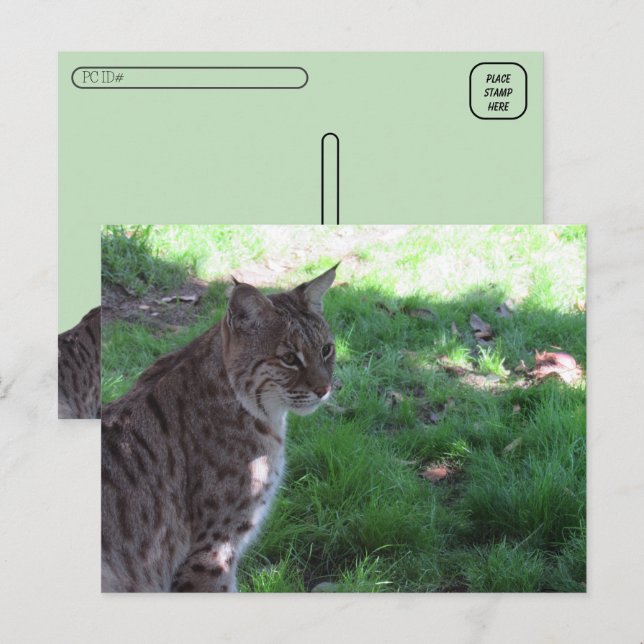 Postcrossing - Beautiful Bobcat in a Field Postcard (Front/Back)