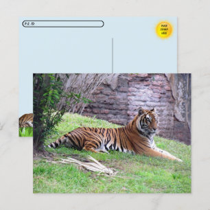 Postcrossing Bengal Tiger Postcard w/ ID Box