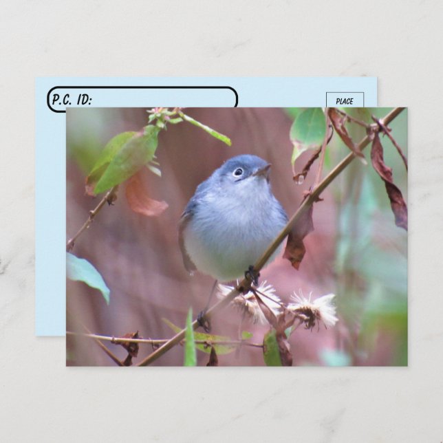 Postcrossing Blue-Grey Gnatcatcher Backyard Bird Postcard (Front/Back)