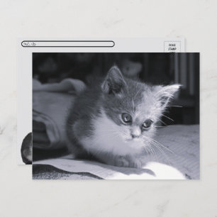 Postcrossing - Bob in Thought - Black & White Cat  Postcard
