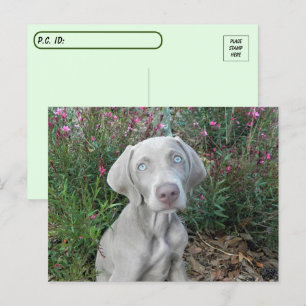 Postcrossing Brooklyn's Garden Party - Weimaraner Postcard