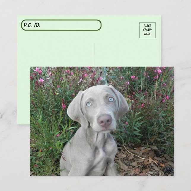 Postcrossing Brooklyn's Garden Party - Weimaraner Postcard (Front/Back)