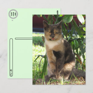 Postcrossing - Callie Muffin the Silly Stray Cat  Postcard