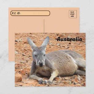 Postcrossing Confident Kangaroo Postcard
