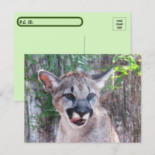 Postcrossing Cougar Cub Postcard with ID Box