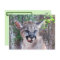 Postcrossing Cougar Cub Postcard with ID Box