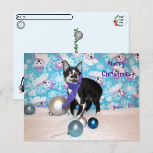 Postcrossing - Cowboy's Christmas - Cat Postcard