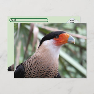 Postcrossing Crested Caracara Postcard