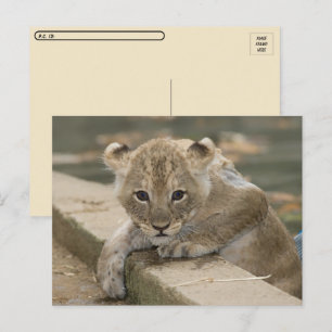 Postcrossing - Cute African Lion Cub Postcard