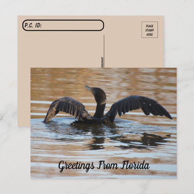 Postcrossing Double Crested Cormorant Swimming Postcard (Front/Back)