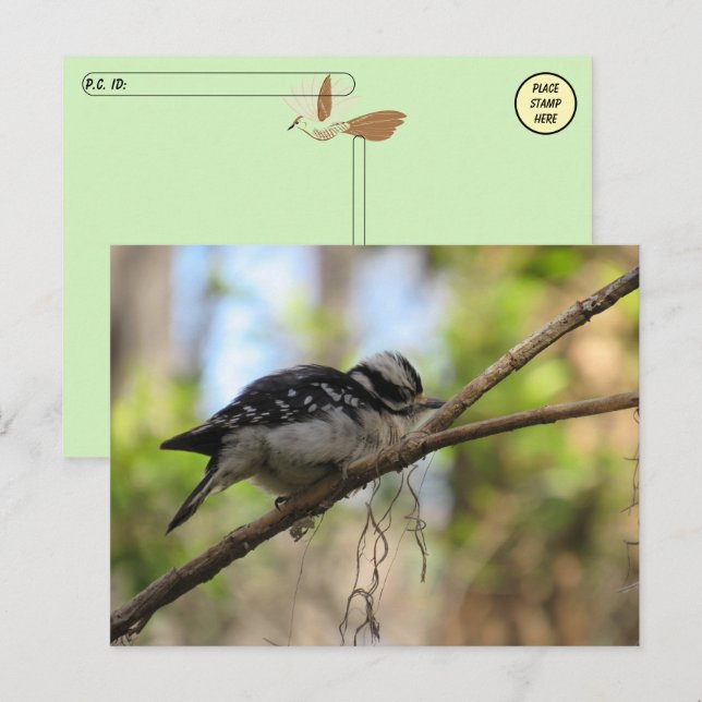 Postcrossing Downy Woodpecker Postcard (Front/Back)