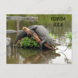 Postcrossing Florida Alligator w ID Box Postcard