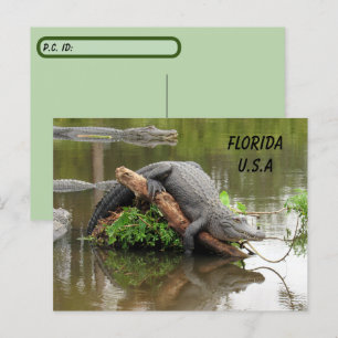 Postcrossing Florida Alligator w ID Box Postcard