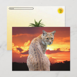 Postcrossing - Florida Bobcat with Gorgeous sunset Postcard