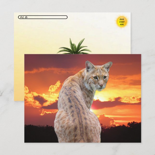 Postcrossing - Florida Bobcat with Gorgeous sunset Postcard (Front/Back)