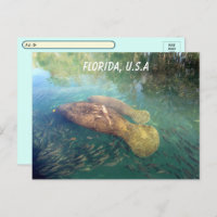 Postcrossing Florida Manatee and Baby w ID Box