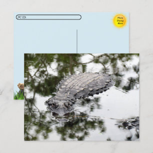 Postcrossing - Gator Reflections in the Swamp Postcard