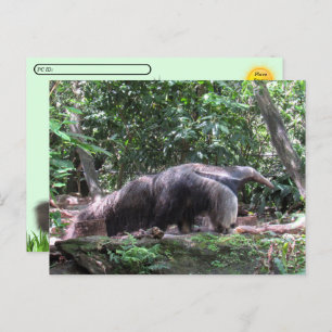 Postcrossing Giant Anteater Postcard