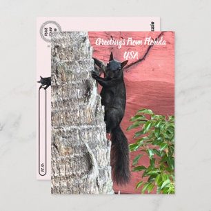 Postcrossing Greetings From ... Black Squirrel Postcard