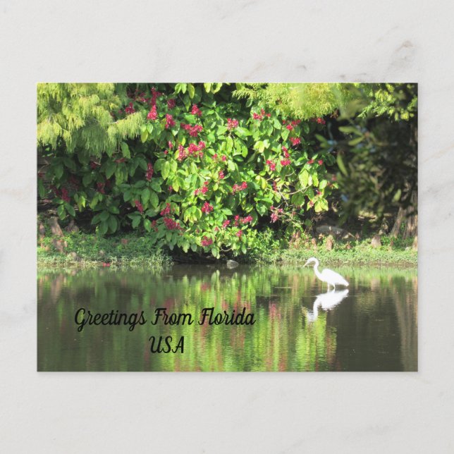 Postcrossing - Greetings from - Egret Landscape Holiday Postcard (Front)