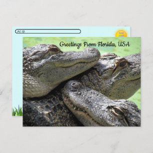 Postcrossing - Greetings From Florida Alligator Postcard
