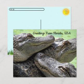 Postcrossing - Greetings From Florida Alligator Postcard