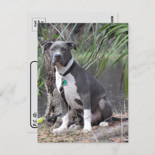 Postcrossing Handsome Pit Bull Postcard