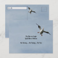 Postcrossing ID Box - American White Pelican