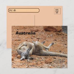 Postcrossing Kangaroo Rolling / Playing  Postcard