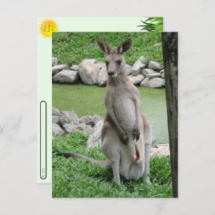 Postcrossing:  Kangaroo with Joey Postcard