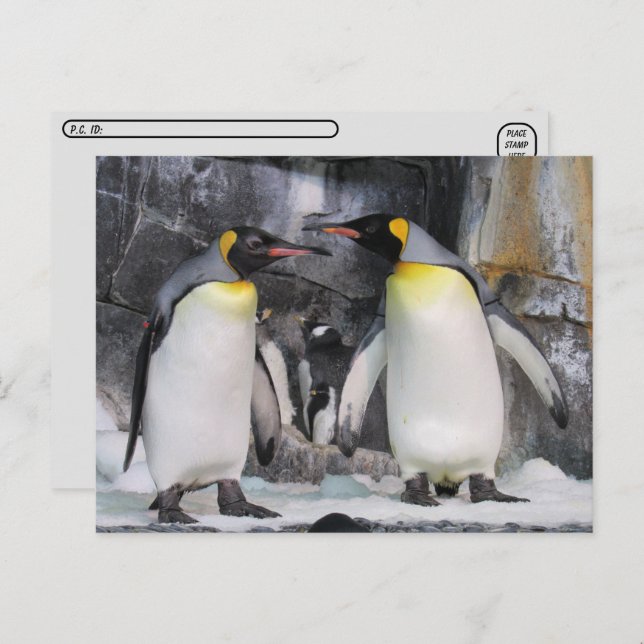 Postcrossing King Penguins Postcard (Front/Back)