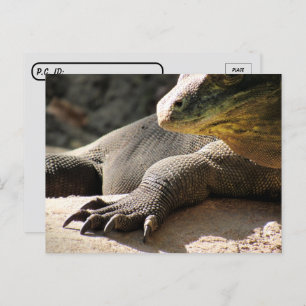 Postcrossing - Komodo Dragon Postcard