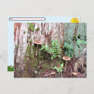 Postcrossing - Little Mushrooms Postcard