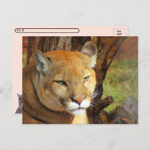 Postcrossing Majestic Cougar Postcard with ID Box